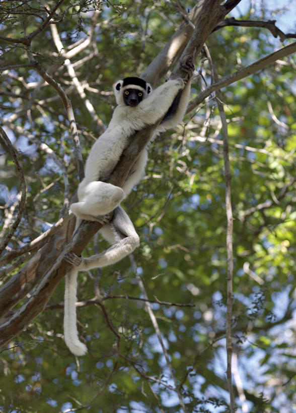 无人,跳,横图,室外,森林,哺乳动物,猴,野生动物,猴子,非洲,马达加斯加,树,自然,动物,可爱,摄影,活泼,考古学,国家公园,狐猴,灵长目,阿非利加洲,野生动物保护区,马达加斯加共和国,自然保护区,濒危物种,彩图,舞蹈,雨林