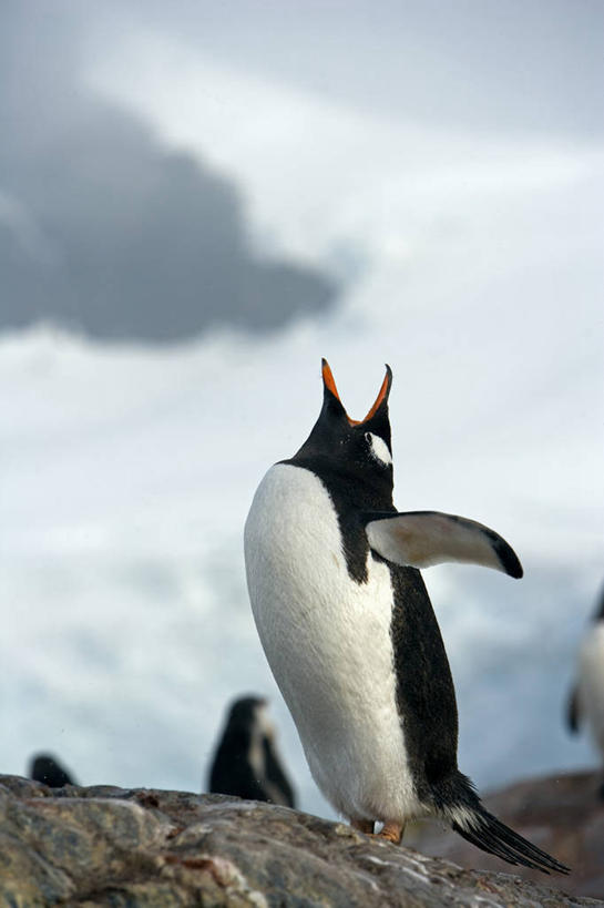 无人,病人,横图,室外,冰山,海洋,海鸟,企鹅,野生动物,鸟类,冰,小鸟,白色,自然,动物,摄影,气象,脚蹼,疾病,气候,南极洲,病患,冰河,皮肤病,巴布亚企鹅,南极半岛,白化病,患者,就医者,彩图,海港,西南极洲,半岛,人老心不老,南冰洋