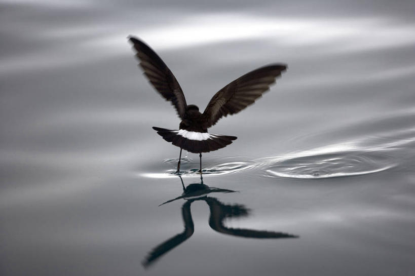 无人,横图,室外,海洋,水,暴风雨,海鸟,野生动物,阴影,波纹,反射,鸟类,浮游生物,着陆,飞,自然,摄影,气象,宁静,气候,南极洲,南极半岛,喂养,海燕,彩图,西南极洲,半岛,南冰洋,烟黑叉尾海燕,霍普湾