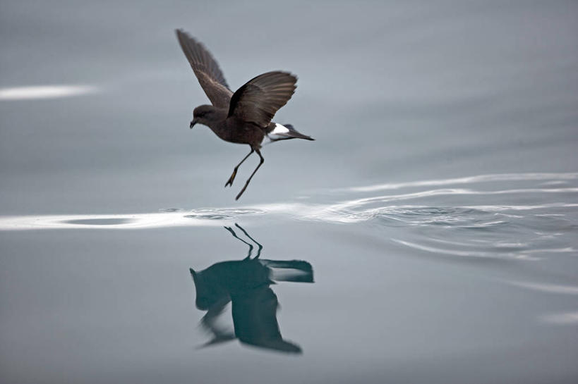 无人,横图,室外,海洋,水,暴风雨,海鸟,野生动物,阴影,波纹,反射,鸟类,浮游生物,着陆,飞,自然,摄影,气象,宁静,气候,南极洲,南极半岛,喂养,海燕,彩图,西南极洲,半岛,南冰洋,烟黑叉尾海燕,霍普湾