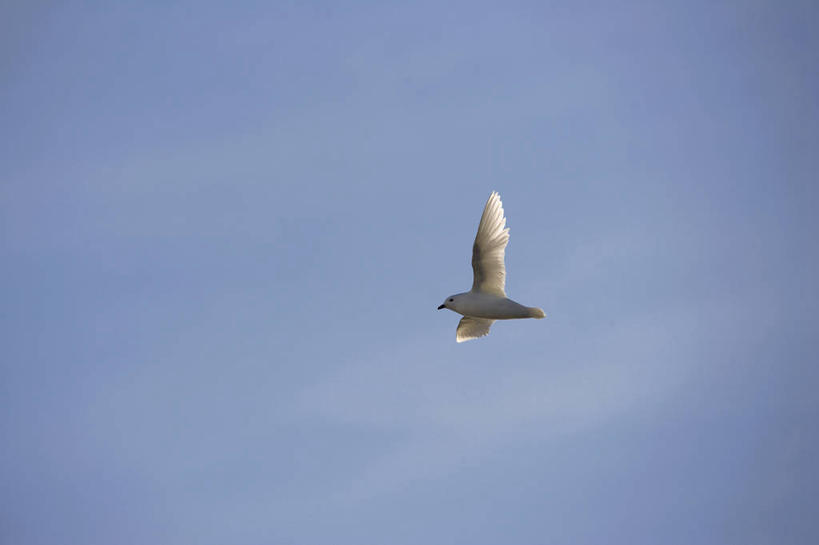 无人,横图,室外,海洋,山,水,雪,海鸟,野生动物,日光,许多,鸟类,冰,海岸线,山顶,海湾,很多,飞,自然,黄昏,摄影,气象,宁静,山脊,气候,南极洲,冰河,岬海燕,南极半岛,海岬,海滩,海燕,彩图,西南极洲,半岛,南冰洋