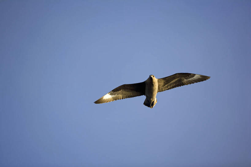 无人,竖图,室外,森林,哺乳动物,野生动物,猴子,非洲,马达加斯加,条纹,尾巴,树,自然,动物,戒指,摄影,考古学,国家公园,狐猴,灵长目,环尾狐猴,野生动物保护区,自然保护区,濒危物种,彩图,弱点