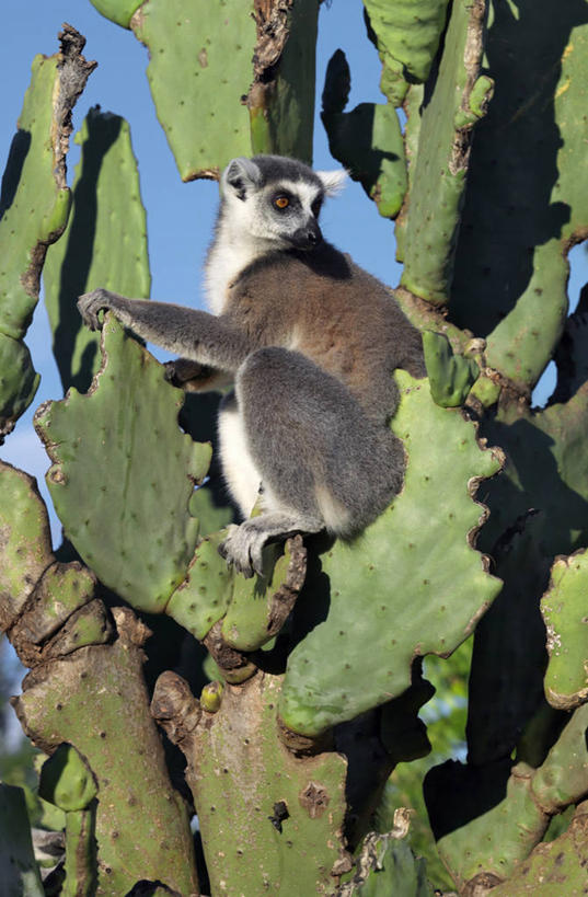无人,竖图,室外,森林,仙人掌,哺乳动物,野生动物,猴子,非洲,马达加斯加,条纹,锐利,尾巴,树,自然,动物,戒指,摄影,考古学,锋利,尖锐,国家公园,狐猴,灵长目,环尾狐猴,野生动物保护区,自然保护区,濒危物种,彩图,弱点