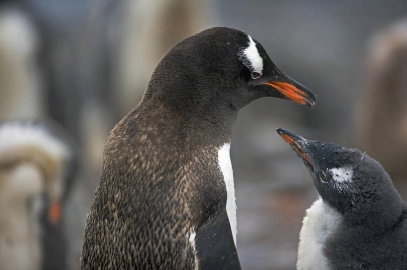 无人,吃,横图,室外,海洋,海鸟,企鹅,野生动物,羽毛,鸟类,海岸线,小鸟,自然,动物,摄影,气象,气候,南极洲,喙,巴布亚企鹅,南极半岛,南设得兰群岛,喂养,磷虾,海滩,彩图,西南极洲,半岛,人老心不老,南冰洋