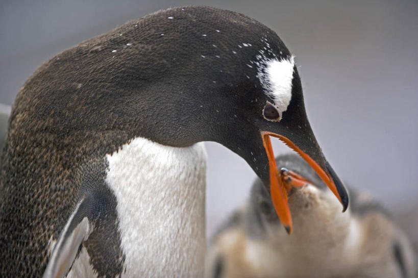 无人,吃,竖图,室外,海洋,海鸟,企鹅,野生动物,羽毛,鸟类,海岸线,小鸟,自然,动物,摄影,气象,气候,南极洲,喙,巴布亚企鹅,南极半岛,南设得兰群岛,喂养,磷虾,海滩,彩图,西南极洲,半岛,人老心不老,南冰洋