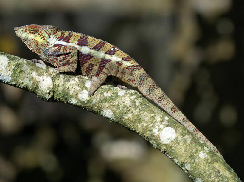 无人,竖图,彩色,室外,森林,野生动物,蜥蜴,非洲,马达加斯加,树皮,枝,自然,动物,摄影,五颜六色,色彩斑斓,考古学,五彩缤纷,伪装,五彩斑斓,五光十色,叶尾壁虎,彩图,雨林