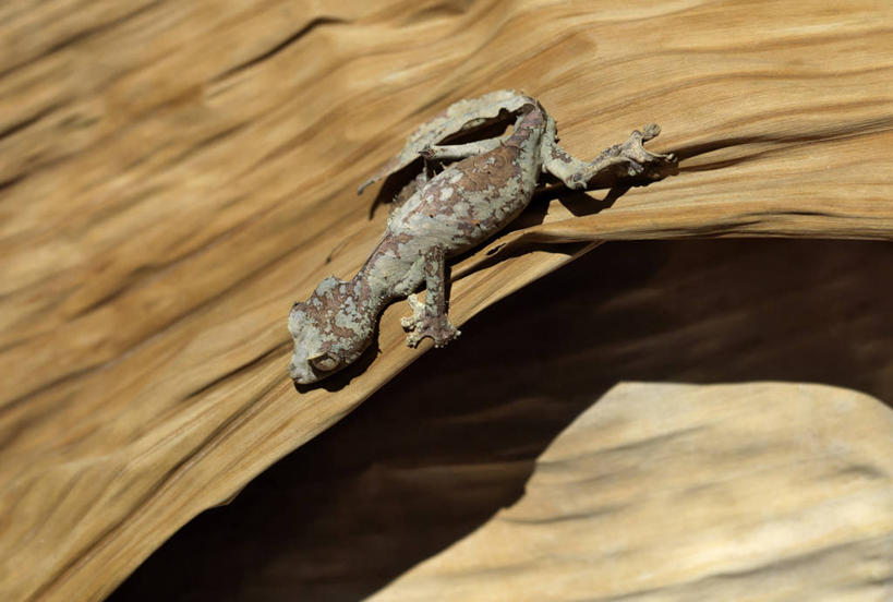 无人,横图,彩色,室外,森林,野生动物,蜥蜴,非洲,马达加斯加,树皮,枝,自然,动物,摄影,五颜六色,色彩斑斓,考古学,五彩缤纷,伪装,五彩斑斓,五光十色,叶尾壁虎,彩图,雨林