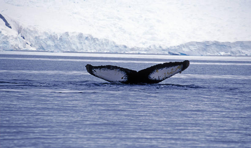 无人,横图,哺乳动物,野生动物,冰,动物,冷,摄影,鲸,考古学,鳍,气候,南极洲,驼背鲸,彩图