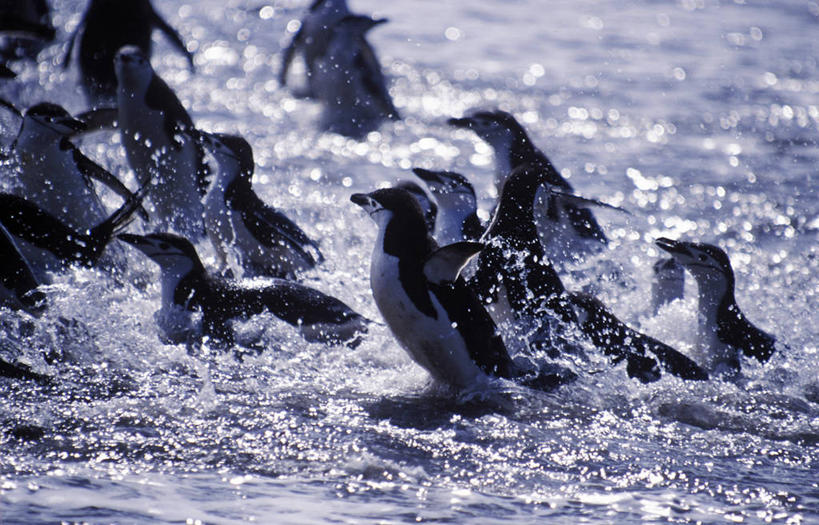 成年人,无人,横图,室外,海洋,哺乳动物,企鹅,野生动物,一群,许多,很多,自然,动物,可爱,摄影,活泼,考古学,帽带企鹅,南极洲,南设得兰群岛,胡须企鹅,颊带企鹅,海滩,彩图,南冰洋