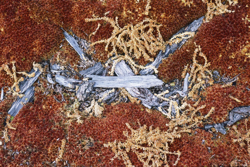 无人,横图,植物,阿根廷,苔藓,红色,动物,南美,摄影,火地群岛,泥炭藓,彩图