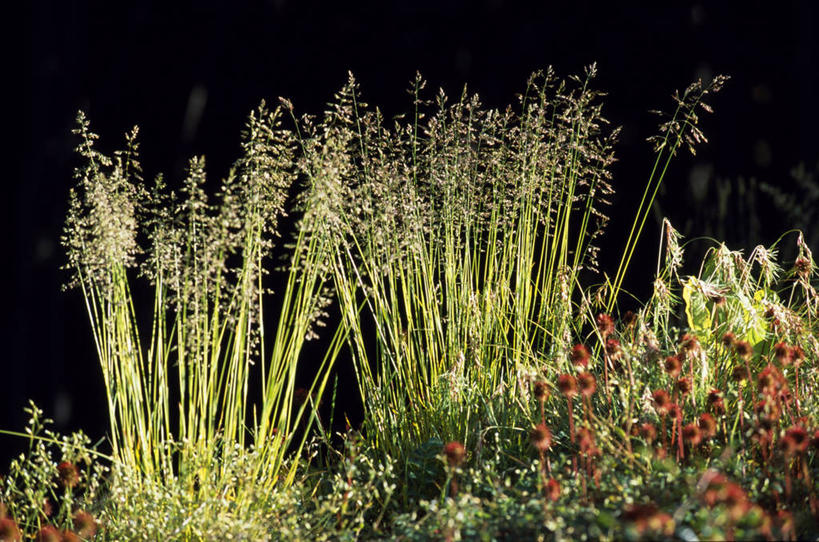 无人,横图,室外,风,阿根廷,曲折,弯曲,地形,树,风景,自然,南美,摄影,蜿蜒,拉丁美洲,火地群岛,彩图,好奇心