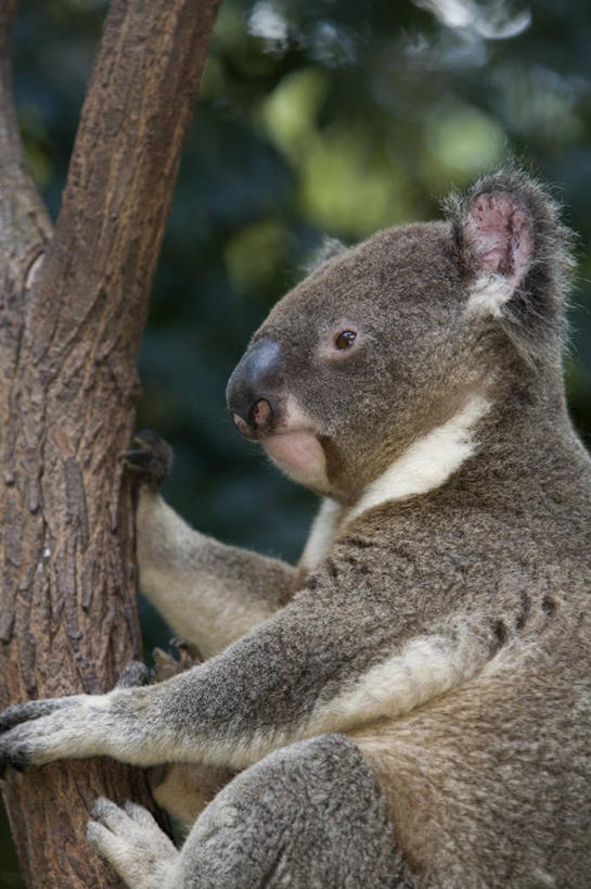 儿童,成年人,人群,横图,彩色,婚礼,快乐,建筑,街道,非洲,马里,庆祝,头巾,头饰,结婚,顾客,衣服,发饰,社区,喜庆,摄影,纪念,宾客,五颜六色,色彩斑斓,泥,五彩缤纷,五彩斑斓,西非,主顾,五光十色,男人,女人,步行,彩图,高兴,传统文化