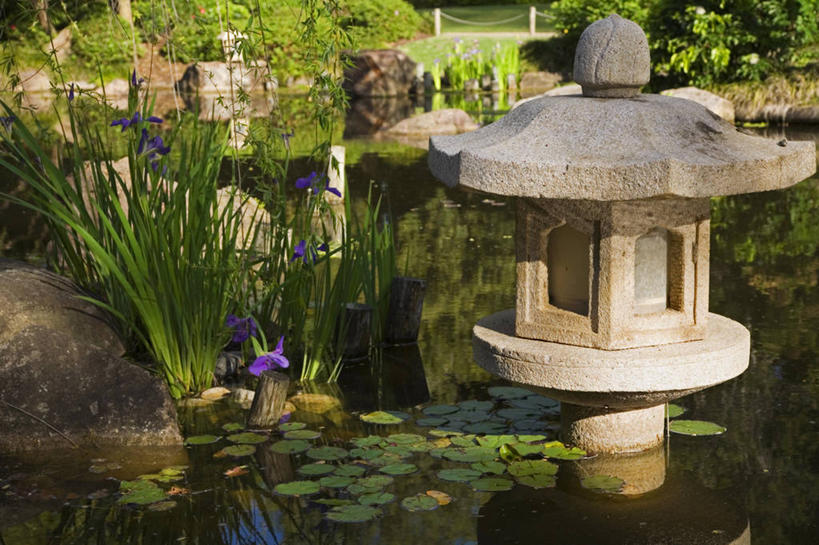 无人,横图,室外,睡莲,澳大利亚,池塘,地形,宝塔,摄影,昆士兰州,布里斯班,彩图,旅行,景观设计