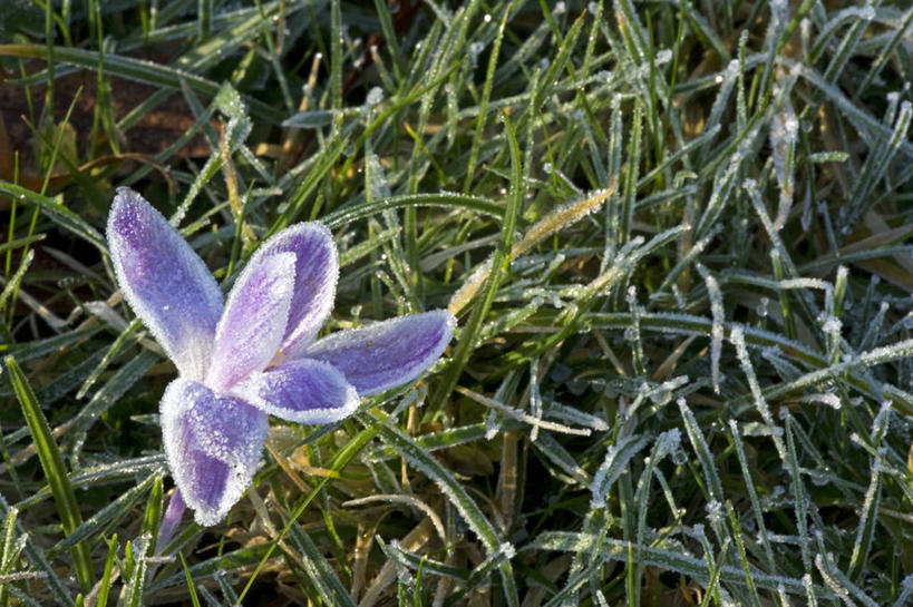 无人,横图,室外,快乐,植物,英国,欧洲,霜,英格兰,藏红花,草,花,紫色,平原,春天,季节,摄影,保护,环境,番红花,早晨,清新,多塞特郡,西红花,彩图,西南英格兰,郊野公园
