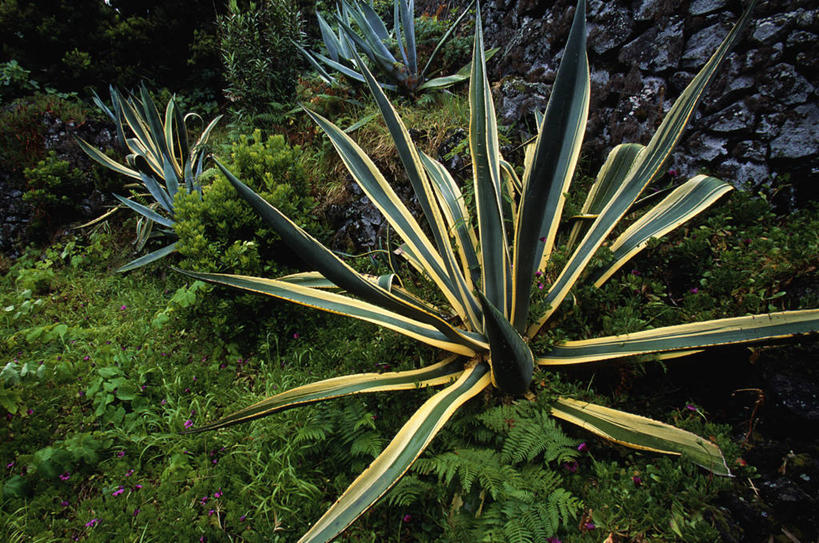 无人,横图,植物,龙舌兰,叶子,西班牙,欧洲,美国,大西洋,摄影,希望,锋利,尖锐,亚速群岛,大西洋群岛,番麻,彩图,付出,肉质植物,龙舌掌