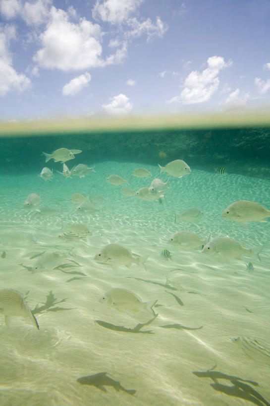 游泳,无人,竖图,全景,水下,海洋,水,野生动物,澳大利亚,鱼群,沙子,历史,鱼类,蓝色,绿色,白色,风景,天空,动物,摄影,生活方式,海鲷,环境,太平洋,国家公园,清单,肖像,昆士兰州,弗雷泽岛,海滩,彩图,旅行