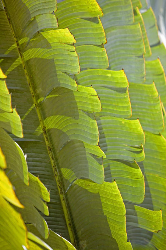 无人,竖图,室外,森林,植物,香蕉,叶子,马来西亚,亚洲,绿色,自然,摄影,东南亚,热带雨林,婆罗洲,加里曼丹岛,婆罗洲岛,马来西亚联邦,沙巴州,彩图,生态多样性,雨林