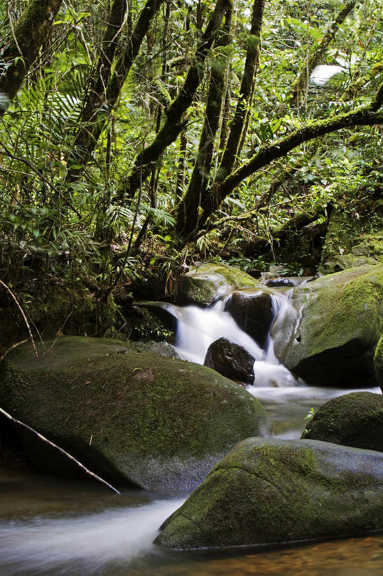 无人,横图,室外,日落,森林,植物,马来西亚,亚洲,树,粉色,自然,橙色,摄影,东南亚,热带雨林,婆罗洲,加里曼丹岛,婆罗洲岛,马来西亚联邦,沙巴州,彩图,生态多样性,雨林