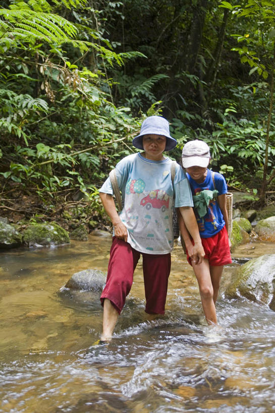 无人,横图,室外,牛,马来西亚,亚洲,池塘,自然,放松,摄影,东南亚,热带雨林,婆罗洲,加里曼丹岛,婆罗洲岛,哥打基纳巴卢,马来西亚联邦,咀嚼,水牛,彩图,雨林