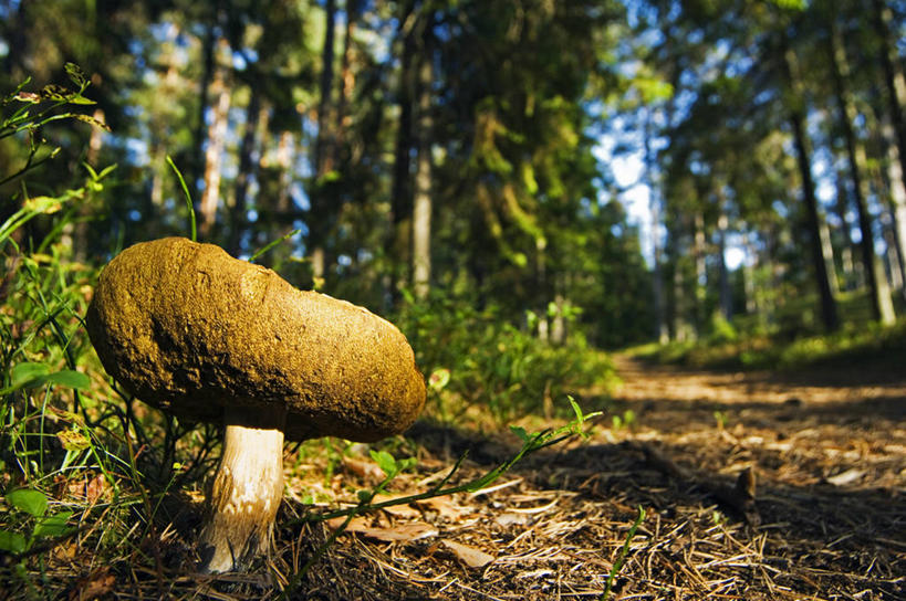 无人,横图,室外,森林,植物,爱沙尼亚,蘑菇,地面,摄影,国家公园,真菌,彩图