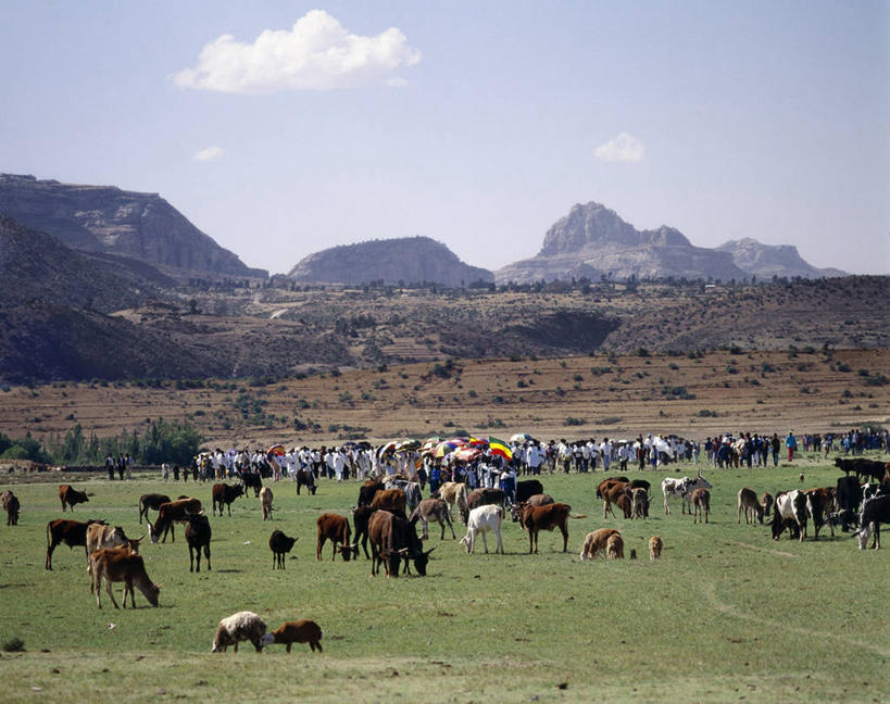 横图,牛,非洲,埃塞俄比亚,庆祝,地形,田地,摄影,宗教,牲畜,基督教,游行,典礼,非洲文化,神父,彩图,传统文化,顿悟,约柜