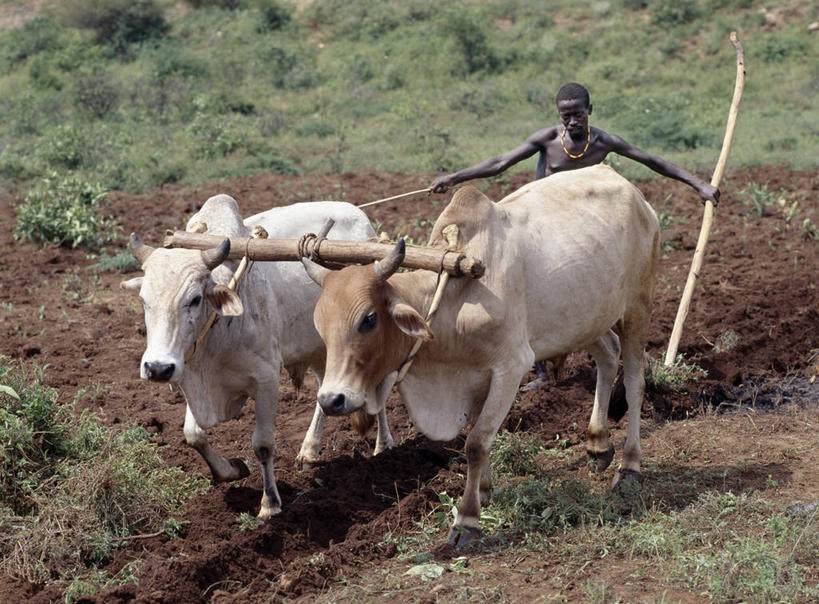 成年人,农民,农场,横图,农业,非洲,埃塞俄比亚,乐谱,牛车,家畜,摄影,牲畜,非洲文化,男人,男性,野牛,彩图,传统文化