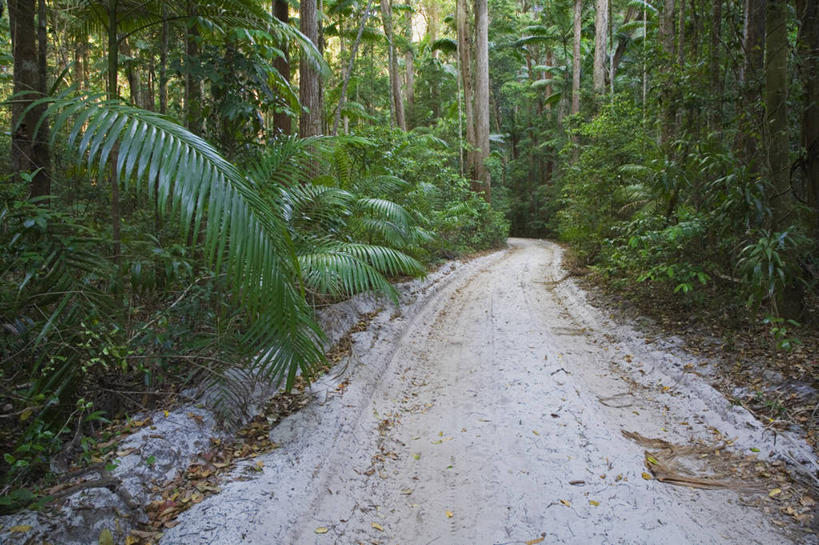 无人,横图,全景,室内,旅游,森林,路,澳大利亚,沙子,地形,陆地,小路,方向,历史,绿色,风景,摄影,国家公园,清单,昆士兰州,弗雷泽岛,彩图,旅行,雨林
