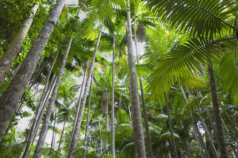 无人,横图,全景,室内,植物,棕榈树,叶子,澳大利亚,地形,陆地,历史,树,绿色,风景,自然,摄影,热带气候,国家公园,清单,昆士兰州,复叶,弗雷泽岛,彩图,旅行