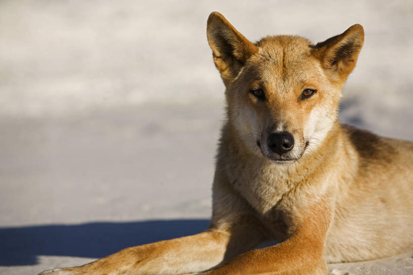 无人,横图,室外,狗,野生动物,澳大利亚,沙子,地形,历史,自然,动物,摄影,国家公园,清单,昆士兰州,澳洲野狗,弗雷泽岛,危险,海滩,彩图,旅行