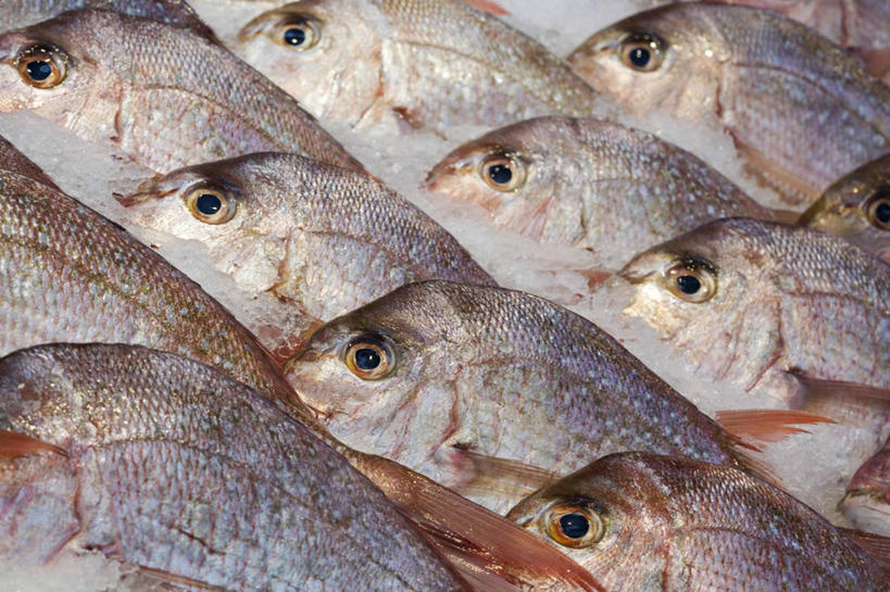 无人,商店,横图,渔业,澳大利亚,地形,食品,市场,鱼类,摄影,海鲷,购买,清新,悉尼,贩卖,新南威尔士,海产,彩图,鱼市