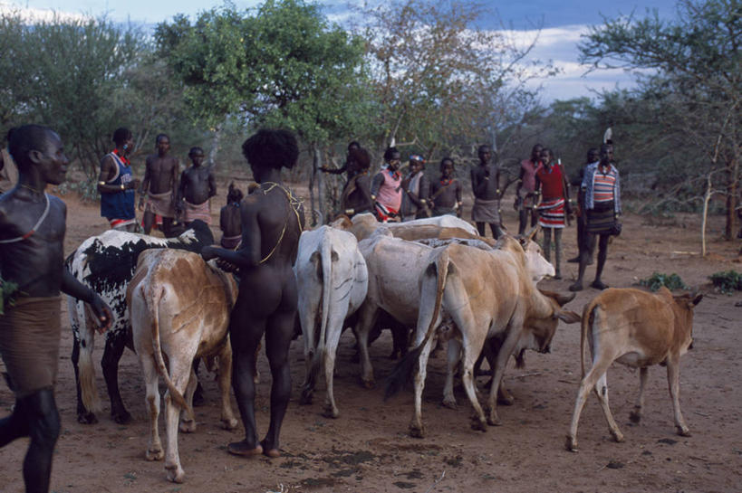 成年人,横图,非洲,埃塞俄比亚,乡村,动物,摄影,唱,男人,男性,彩图,舞蹈,传统文化