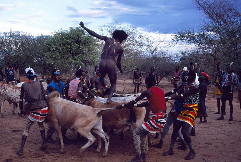 成年人,裸体,跑,横图,牛,非洲,埃塞俄比亚,拿着,家畜,摄影,唱,男人,彩图,舞蹈,传统文化
