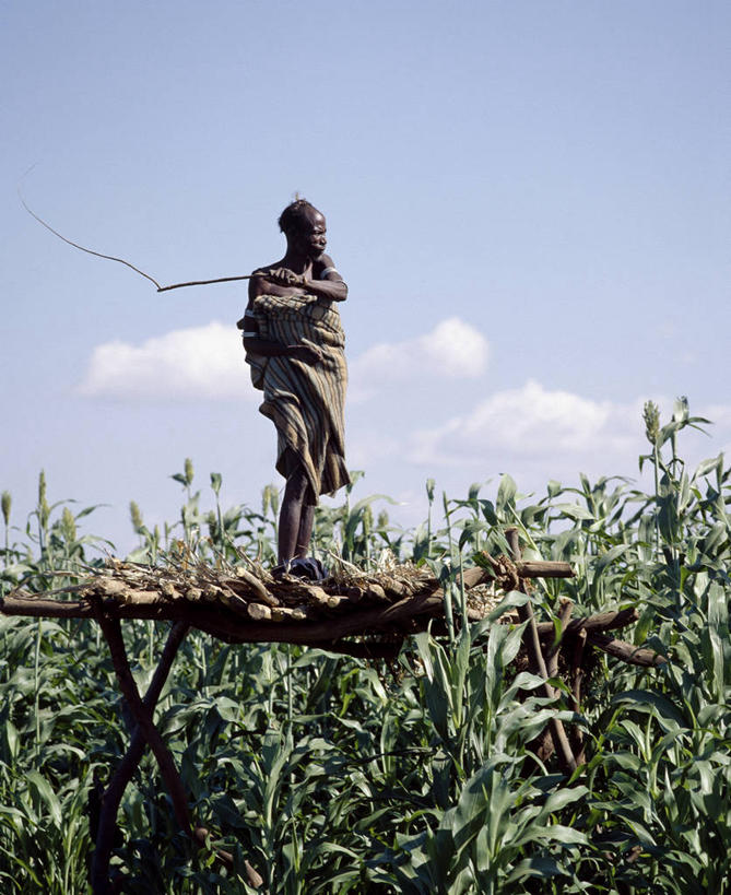 成年人,老年人,一个人,农民,竖图,非洲,埃塞俄比亚,仅一个男性,仅一个人,乡村,皮革,社区,仅一个老年男性,摄影,弹弓,稷,老年男性,男人,男性,彩图