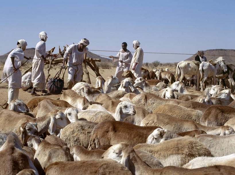 竖图,室外,沙漠,水,马,苏丹,家畜,摄影,井,牲畜,伊斯兰教,撒哈拉沙漠,山羊,绵羊,彩图