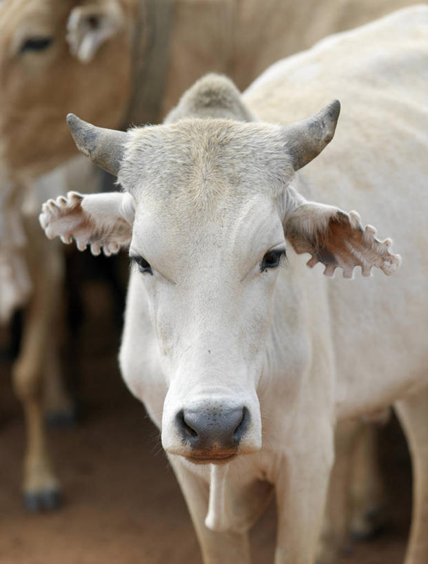 成年人,横图,牛,非洲,埃塞俄比亚,摄影,牲畜,非洲文化,男人,男性,山羊,彩图,传统服装,传统文化