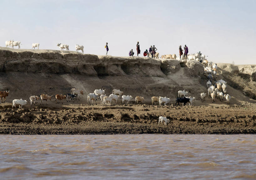 无人,竖图,室外,河流,牛,非洲,埃塞俄比亚,河岸,动物,摄影,牲畜,瘤牛,彩图