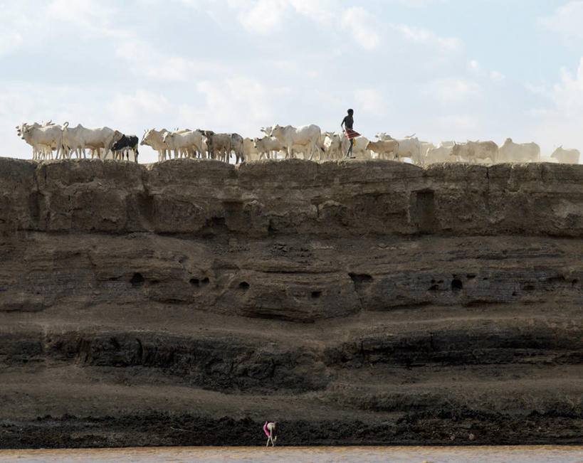 无人,竖图,室外,河流,牛,非洲,埃塞俄比亚,河岸,动物,摄影,牲畜,瘤牛,彩图