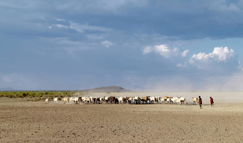 成年人,一个人,农民,横图,室外,河流,牛,非洲,埃塞俄比亚,仅一个男性,河岸,摄影,牲畜,非洲文化,瘤牛,男人,彩图,传统文化