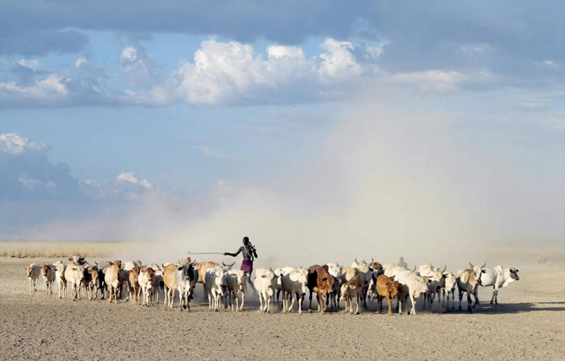 成年人,一个人,农民,横图,室外,河流,牛,非洲,埃塞俄比亚,仅一个男性,河岸,摄影,牲畜,非洲文化,瘤牛,男人,彩图,传统文化
