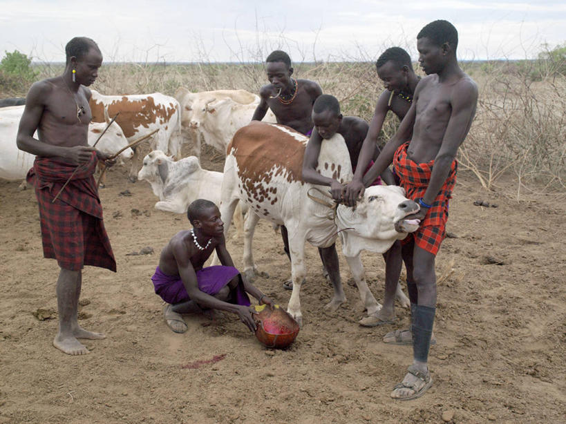 成年人,横图,室外,牛,非洲,埃塞俄比亚,弓箭,葫芦,食品,箭,血液,摄影,牲畜,非洲文化,瘤牛,男人,彩图,传统服装,传统文化