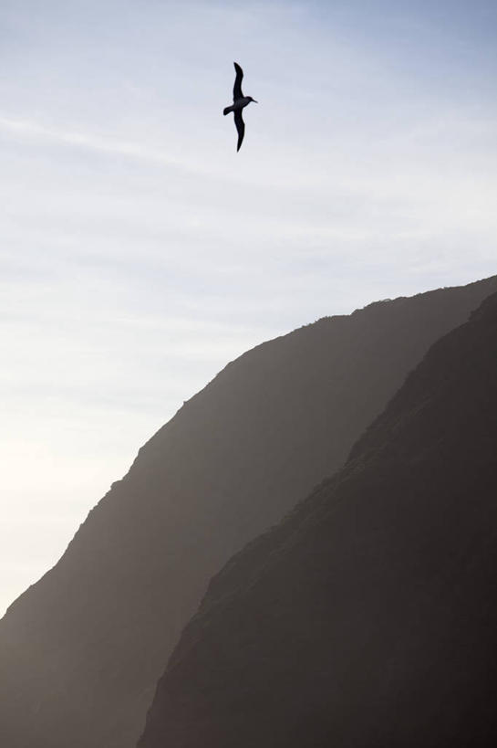 无人,竖图,室外,海洋,火山,海鸟,信天翁,鸟类,岛,悬崖,飞,摄影,考古学,海滩,彩图,旅行