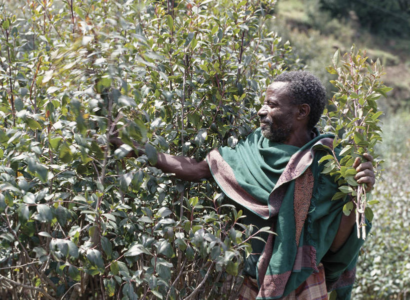 无人,横图,室外,海鸟,野生动物,信天翁,一群,许多,鸟类,鸟巢,悬崖,很多,小鸟,动物,大西洋,摄影,福克兰群岛,黑眉信天翁,彩图,大海鸟