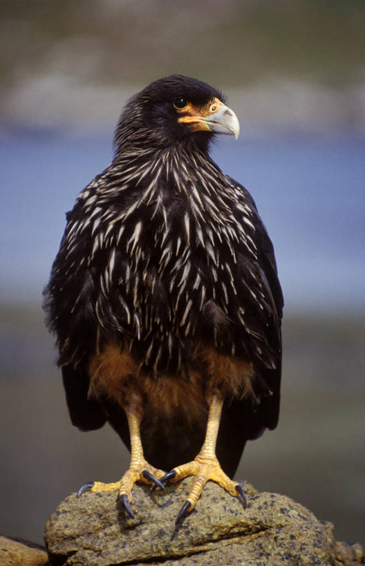 无人,横图,室外,海洋,山,山脉,沙子,海岸线,大西洋,南美,摄影,宁静,南美洲,拉丁美洲,美洲,亚美利加洲,南亚美利加洲,福克兰群岛,马尔维纳斯群岛,海滩,彩图,南桑威奇群岛,桑德斯岛