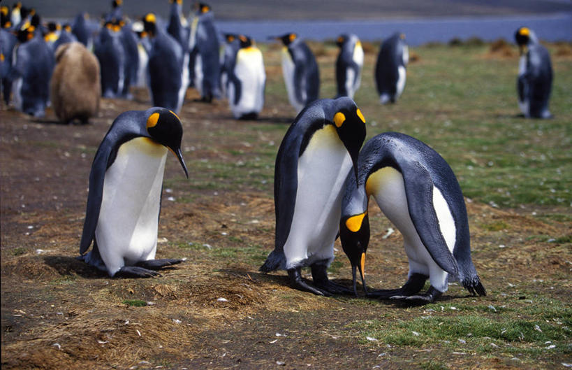 无人,横图,室外,企鹅,一群,许多,鸟类,很多,大西洋,摄影,交配,帝企鹅,福克兰群岛,海滩,彩图,爱,动物行为