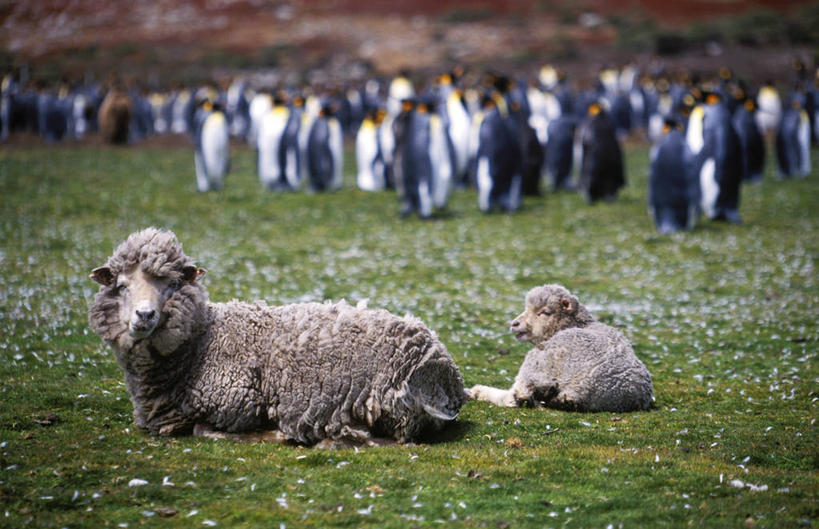 无人,横图,哺乳动物,企鹅,野生动物,羊,一群,许多,很多,动物,休息,家畜,摄影,牲畜,考古学,帝企鹅,福克兰群岛,绵羊,彩图