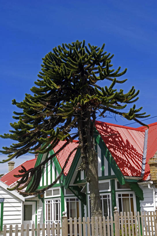 无人,横图,船,旗帜,方向,邮轮,南美,摄影,徽章,客船,帆樯,桅竿,福克兰群岛,彩图,海港,帆柱