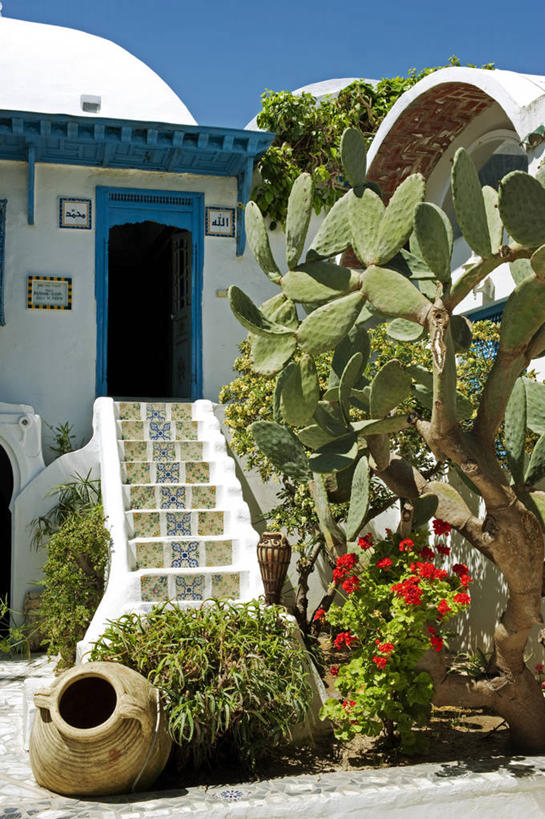 无人,竖图,室外,仙人掌,非洲,突尼斯,房屋,庭院,首都,北,摄影,销售,贩卖,北非,广口瓶,阿非利加洲,突尼斯共和国,突尼斯市,彩图,旅行,突尼斯省