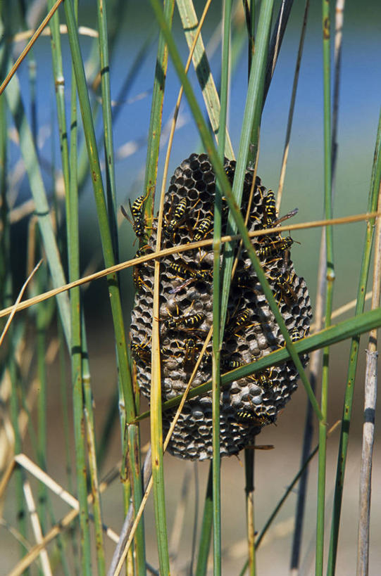 无人,家,竖图,植物,野生动物,希腊,欧洲,工作,昆虫,房屋,梳子,草,自然,摄影,建造,希腊文化,黄蜂,彩图