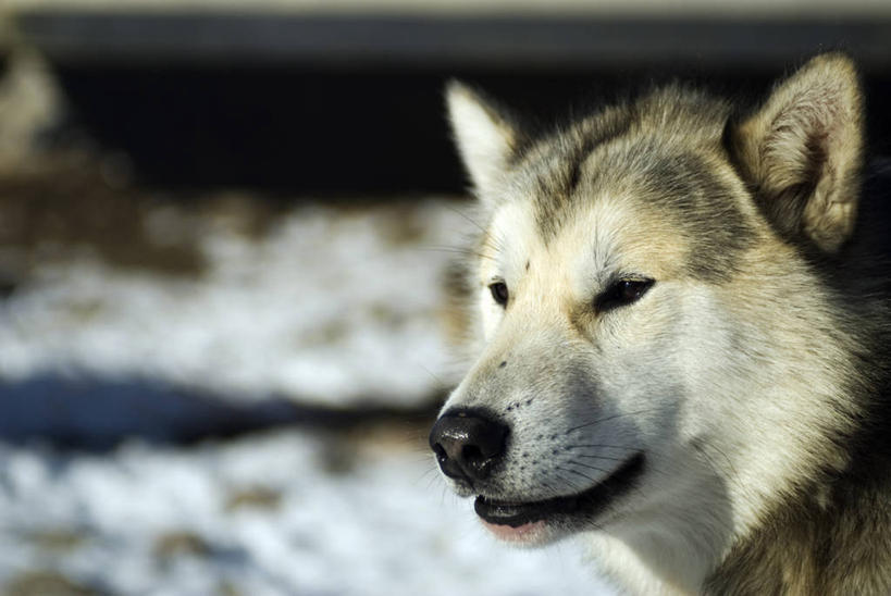 无人,横图,北极,雪,狗,乡村,冬天,城镇,动物,寒冷,摄影,影棚,雪橇,摄影棚,雪橇犬,彩图,影棚拍摄,拍摄