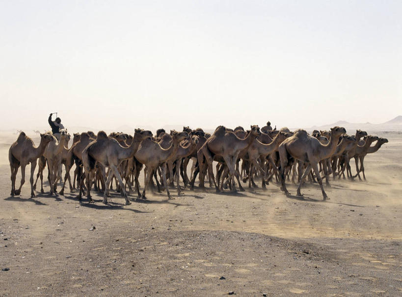 一个人,横图,室外,野生动物,苏丹,热,骆驼,运输,摄影,牲畜,灰尘,鞭子,撒哈拉沙漠,商人,彩图,利比亚沙漠,游牧民族